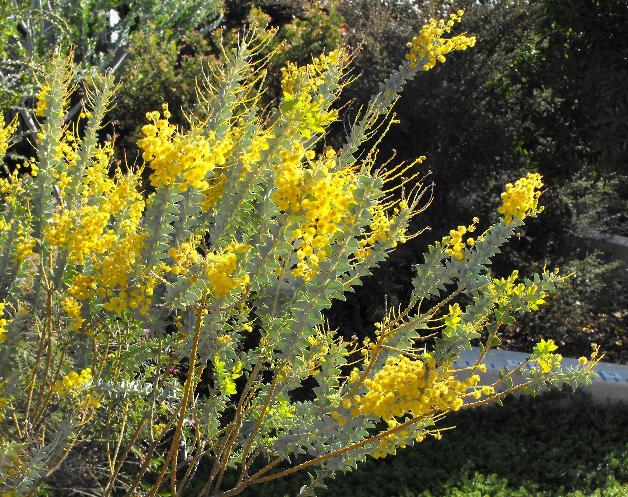 Acacia cultriformis