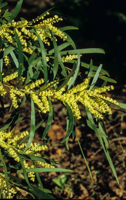 Acacia floribunda