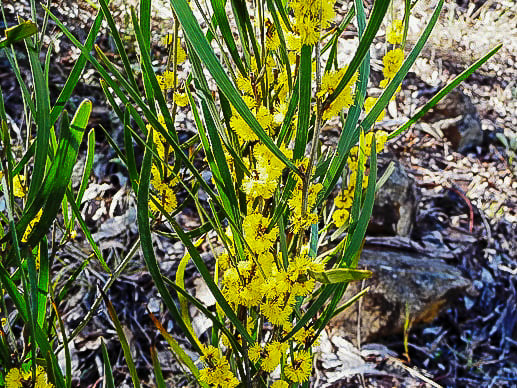 Acacia dawsonii