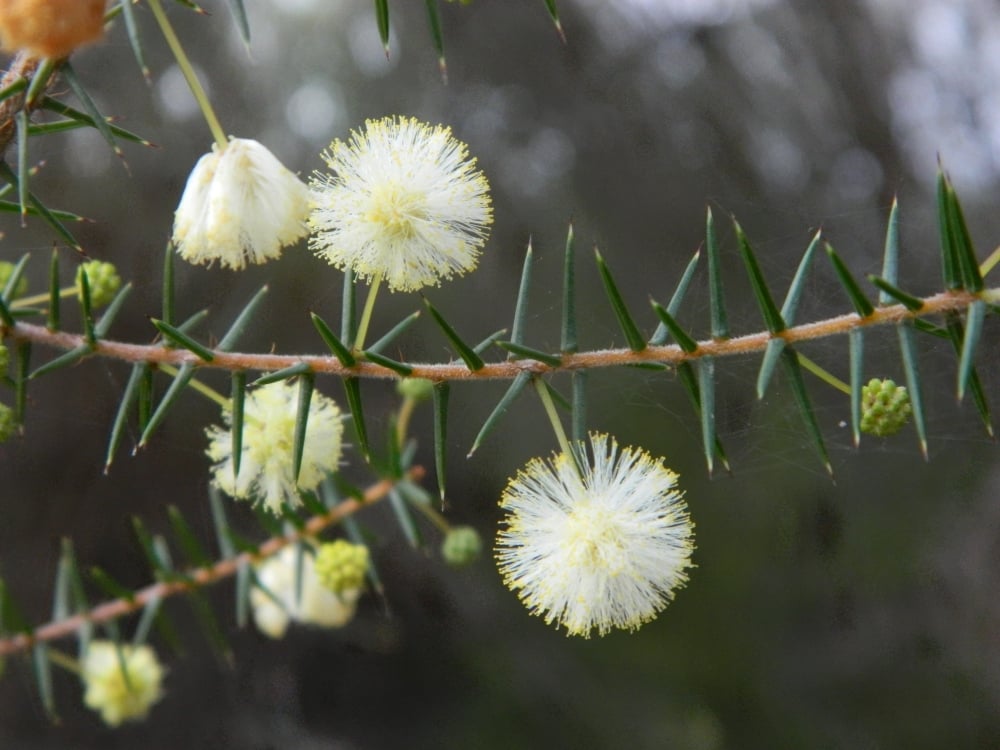 Acacia_ulicifolia_flowers_1