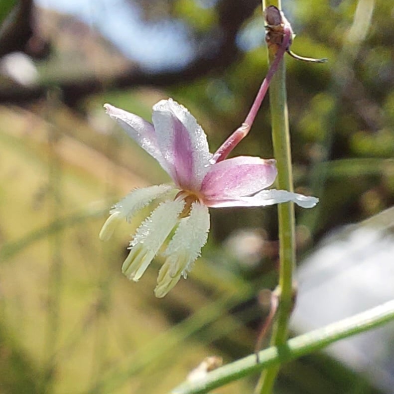 Artropodium milleflorum