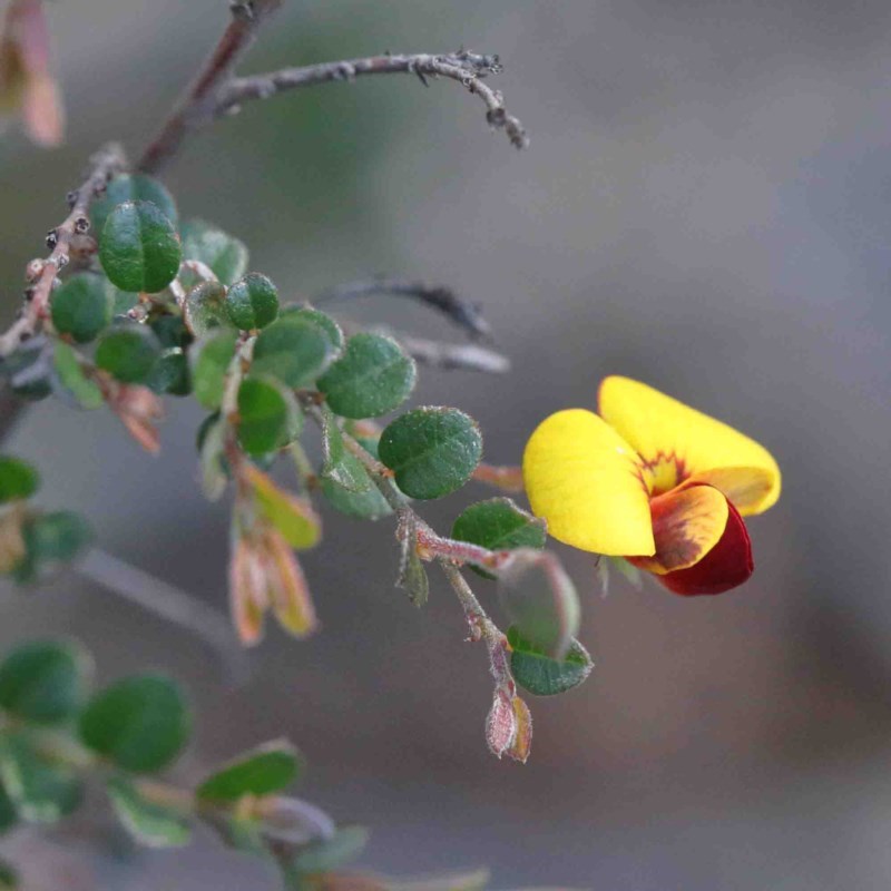 Bossiaea_buxifolia_ACT