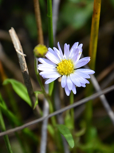 Brachyscome_graminea