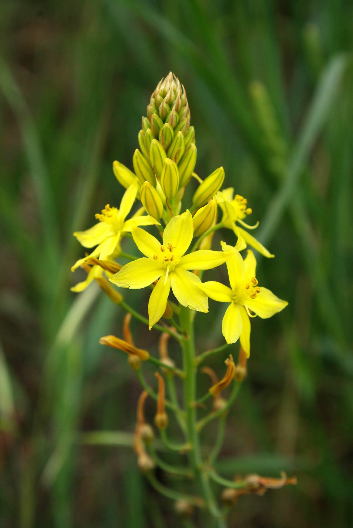 Bulbine_bulbosa_flower