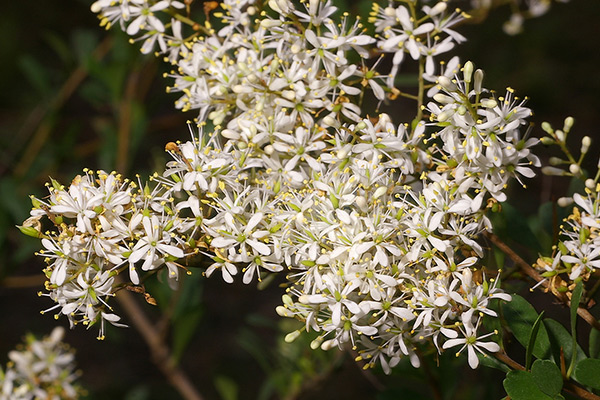 Bursaria spinosa