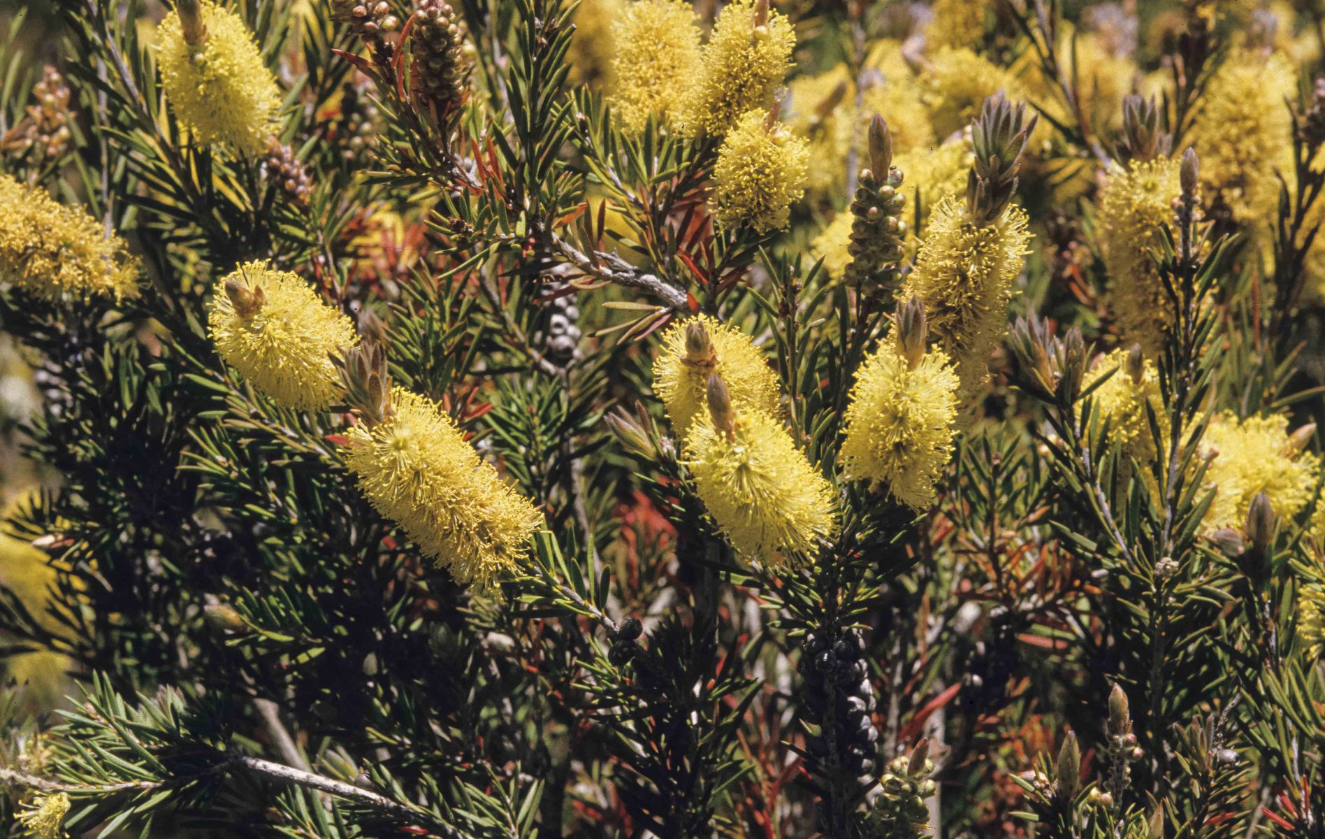 Callistemon-pityoides-1