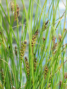 Carex bichenoviana