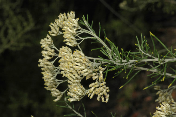 Cassinia_uncata