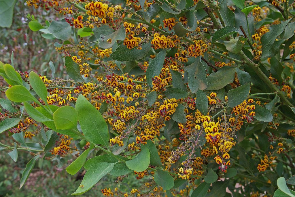 Daviesia latifolia