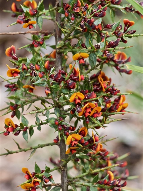 Daviesia ulicifolia