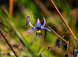 Dianella revoluta