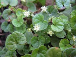 Dichondra repens