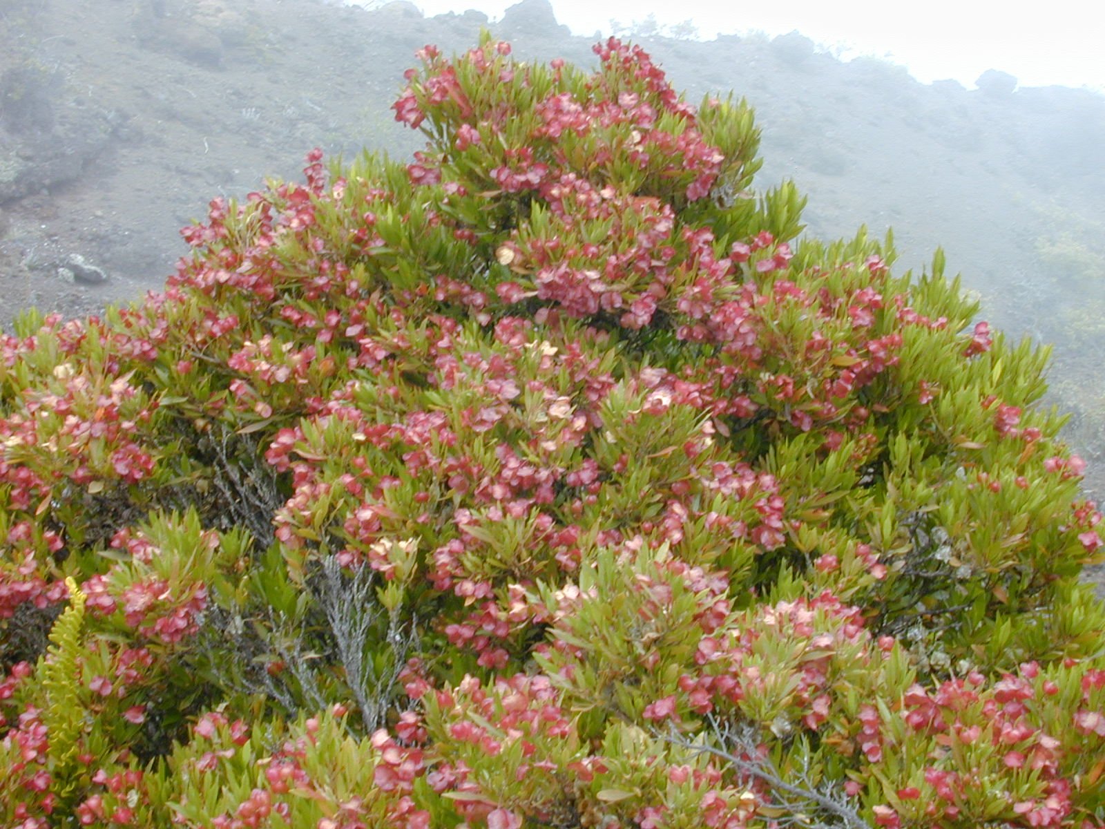 Dodonaea_viscosa