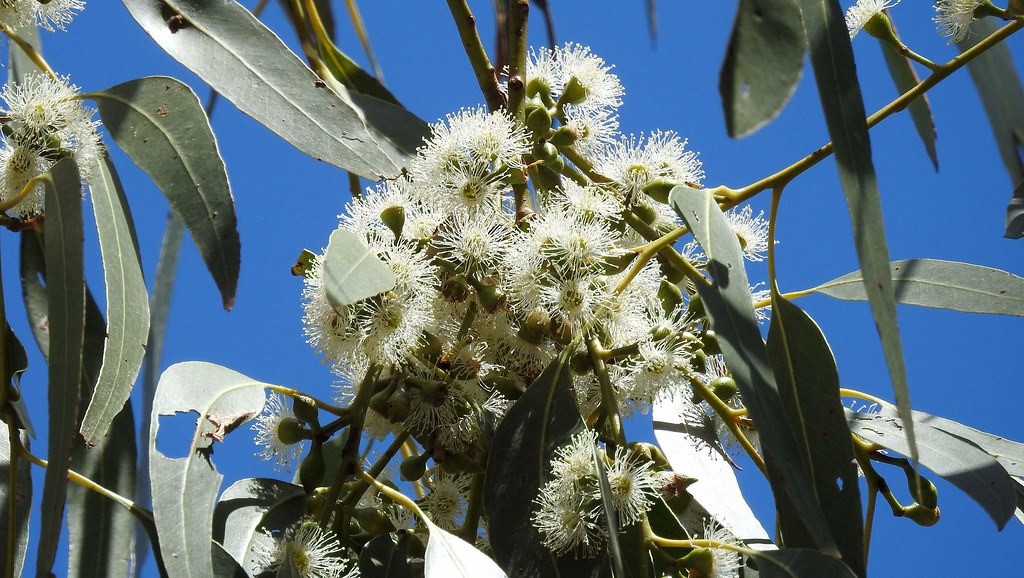 Eucalyptus aggregata flowers