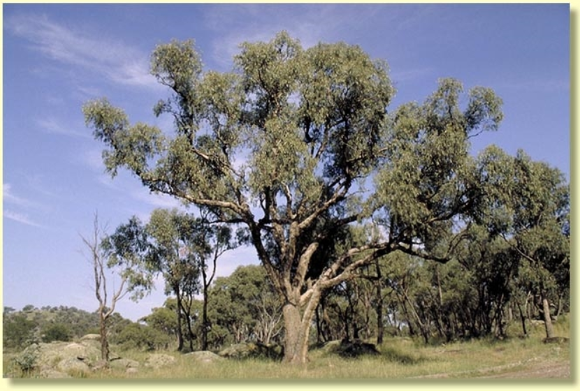 Eucalyptus bridgesiana