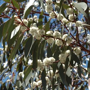 Eucalyptus pauciflora