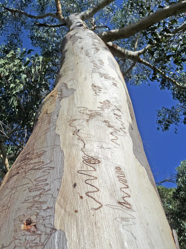 Eucalyptus rossii