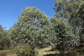 Eucalyptus stellulata