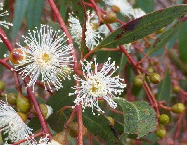 Eucalyptus-rubida-Candlebark-2