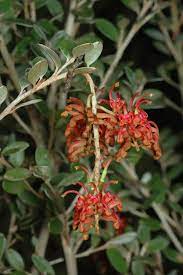 Grevillea diminuta