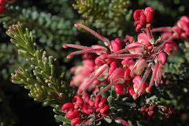 Grevillea lanigera