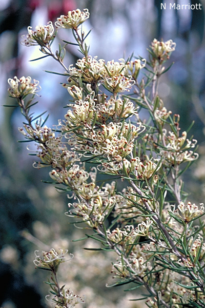 Grevillea-australis