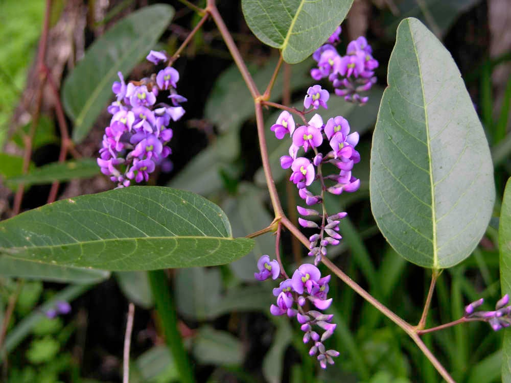 Hardenbergia-violacea