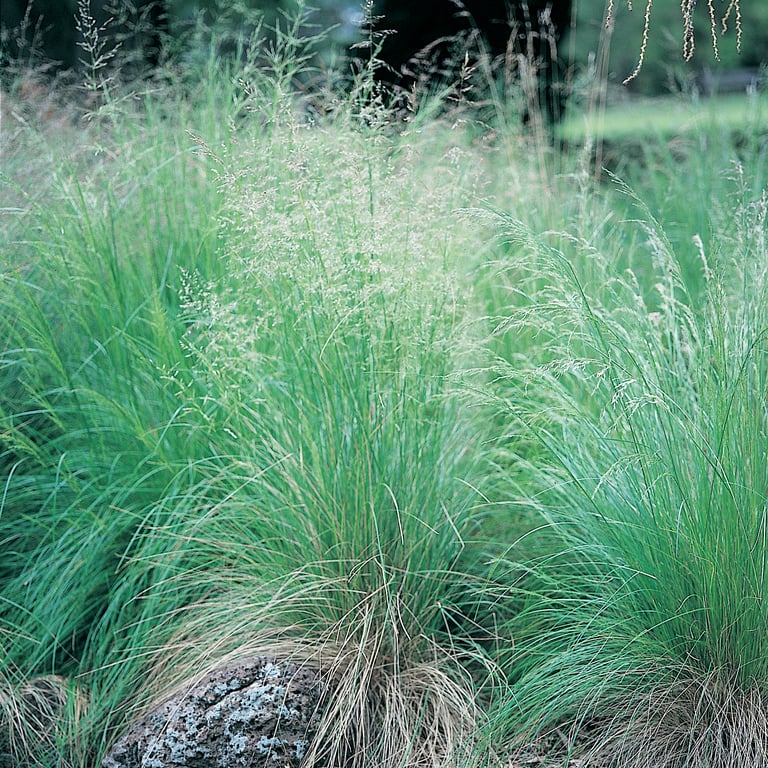 Poa labillardieri