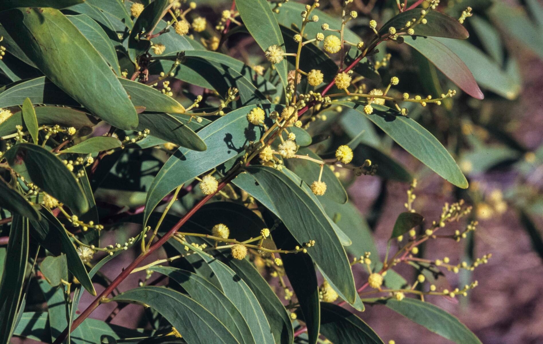 Acacia falciformis