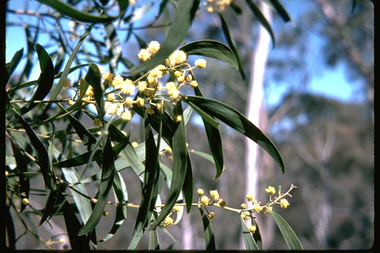 Acacia melanoxylon