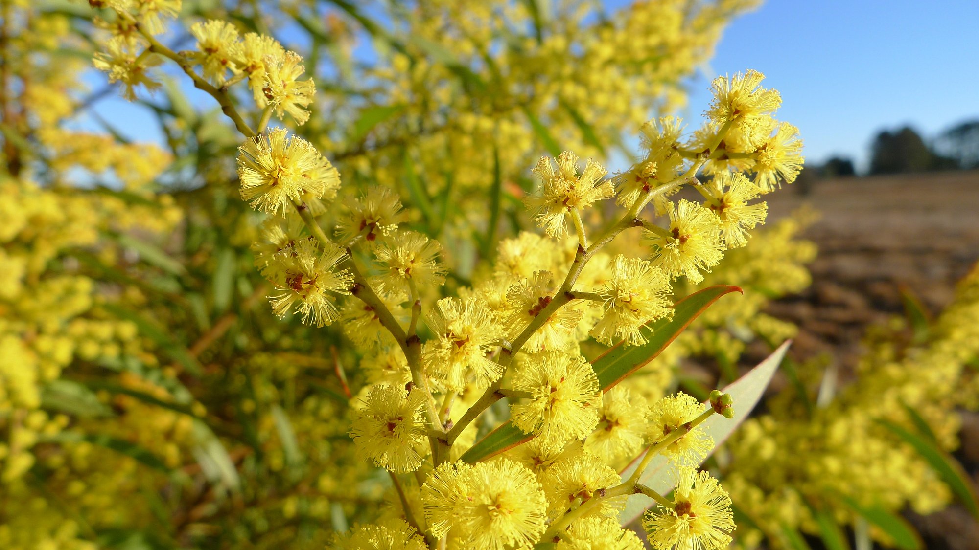 Acacia_rubida_flowers_(9570440918)