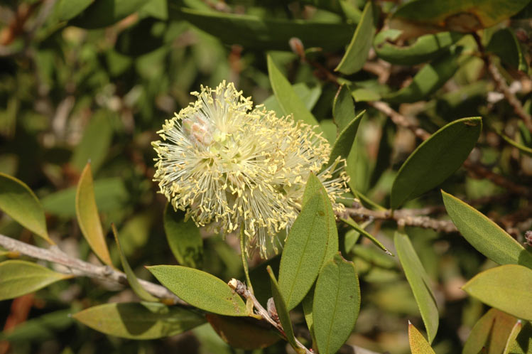 Callistemon pallidus