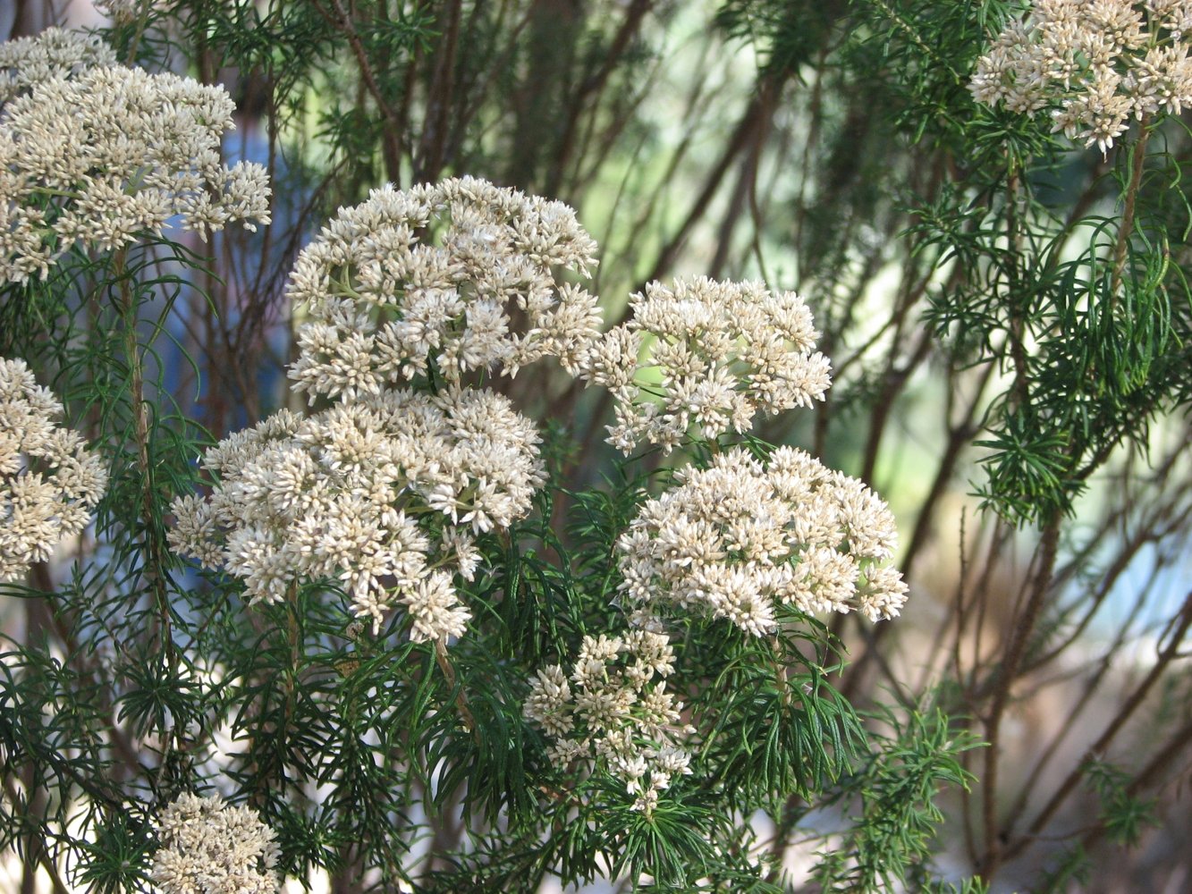 Cassinia_aculeata