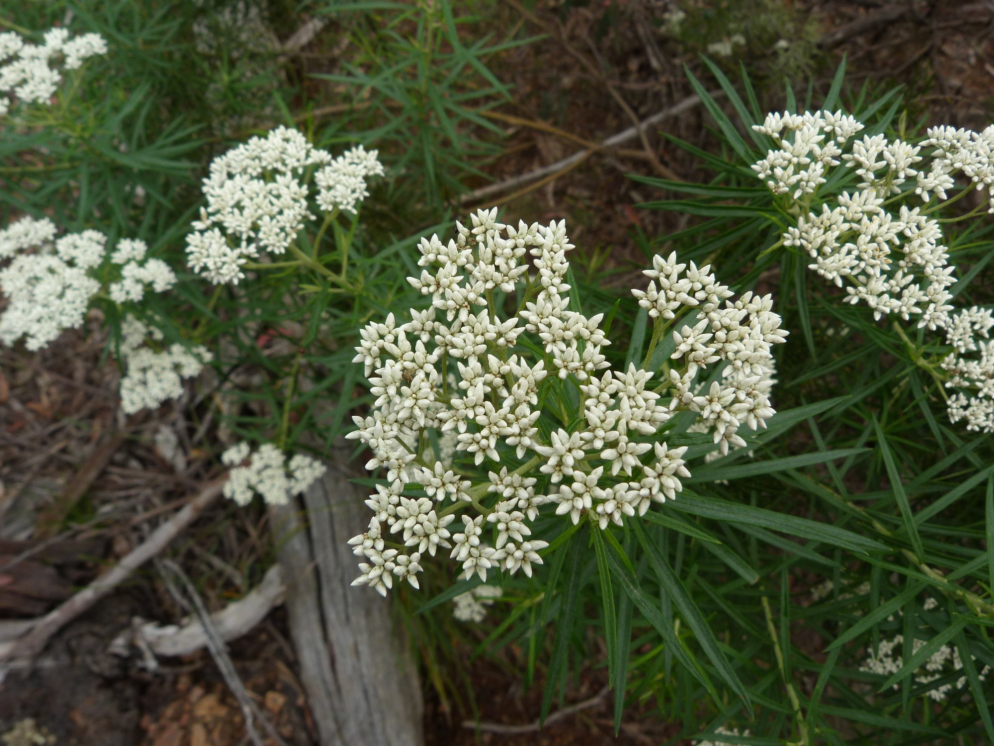 Cassinia_longifolia_(5238104096)