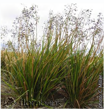 Dianella longifolia 3