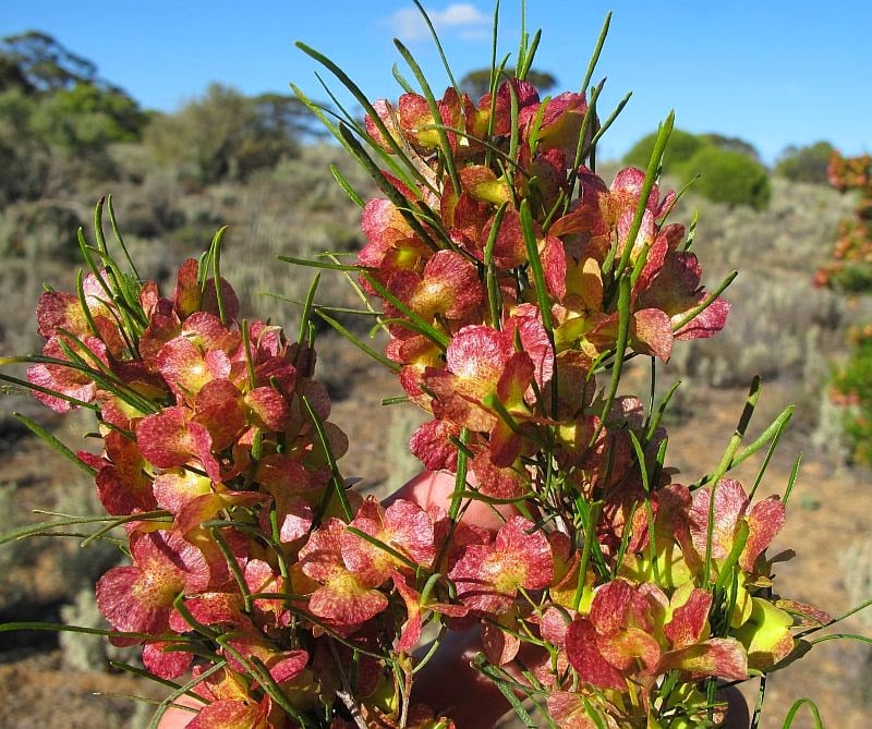 Dodonaea viscosa subsp. angustissima