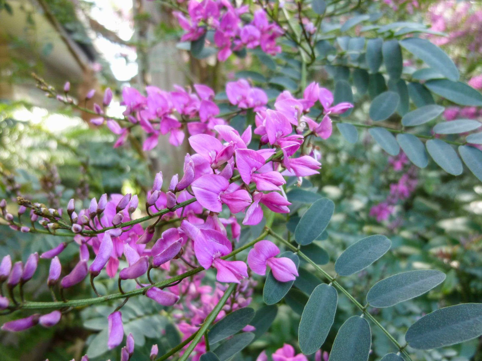 Indigofera-australis