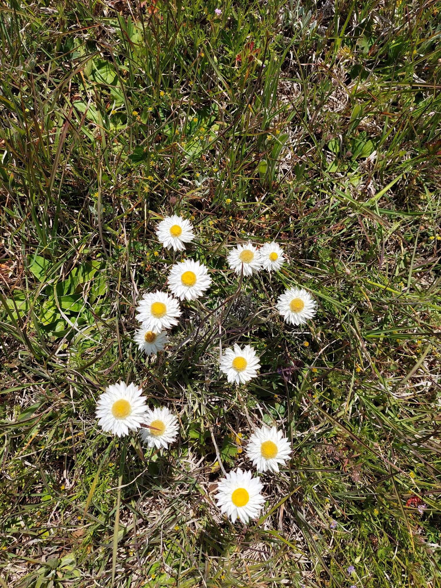 Leucochrysum albicans