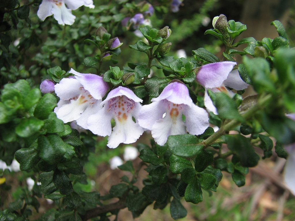 Prostanthera_cuneata