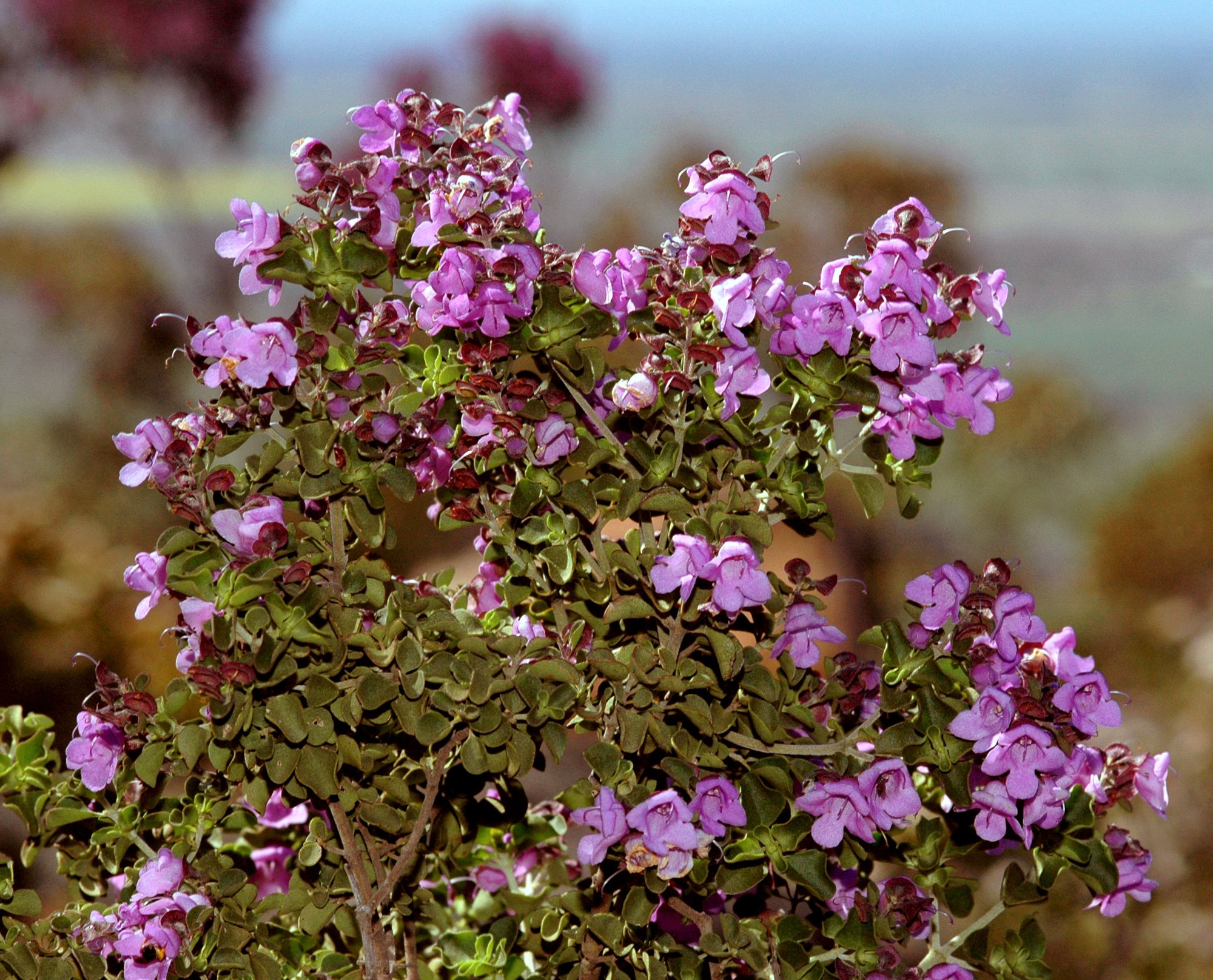 Prostanthera_rotundifolia