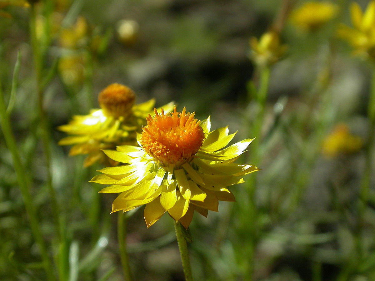 Xerochrysum_viscosum