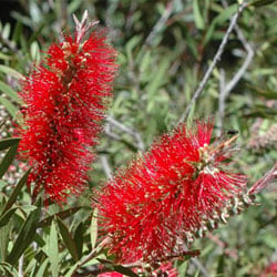 callistemon-citrinus