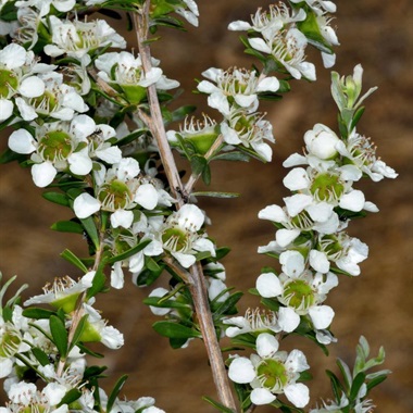 leptospermum-obovatum