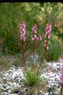 stylidium graminifolium