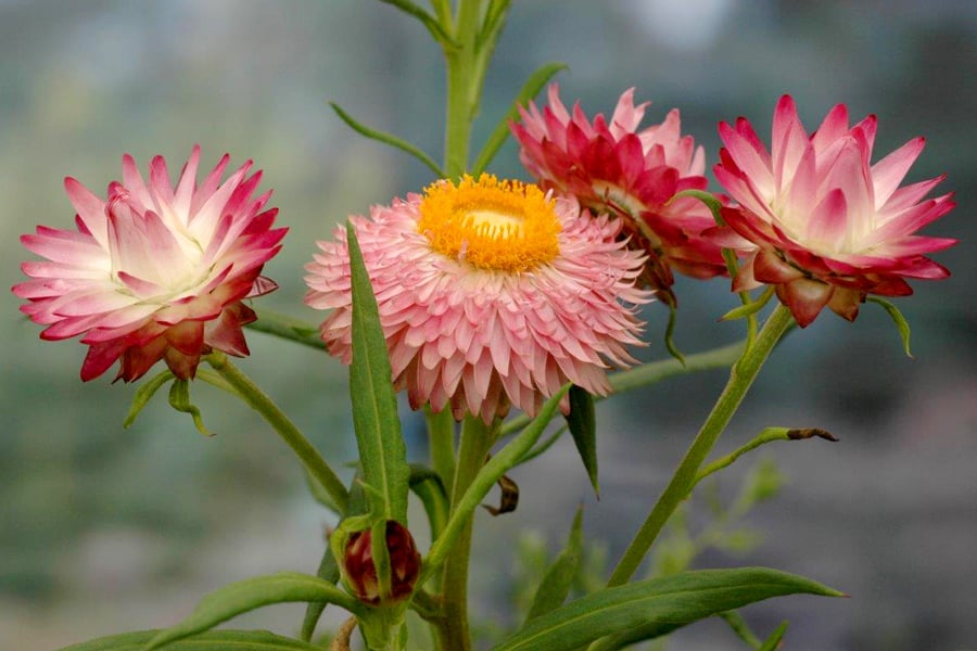 xerochrysum_bracteatum