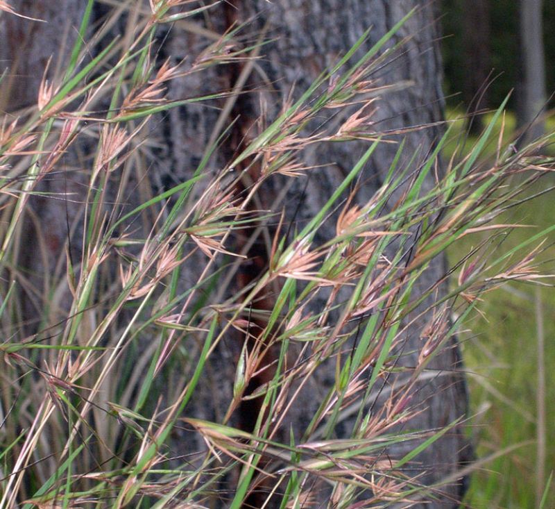 Themeda triandra