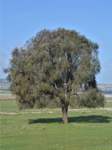 allocasuarina-verticillata