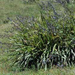 dianella-tasmanica-c-250