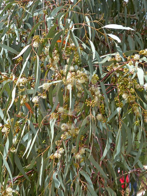 eucalyptus-mannifera