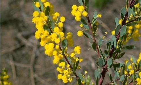 Acacia buxifolia cropped